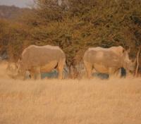 Black Rhinos Black Rhinos